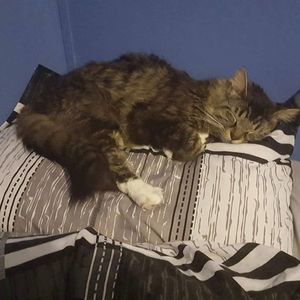 Meet your Posher, Cat